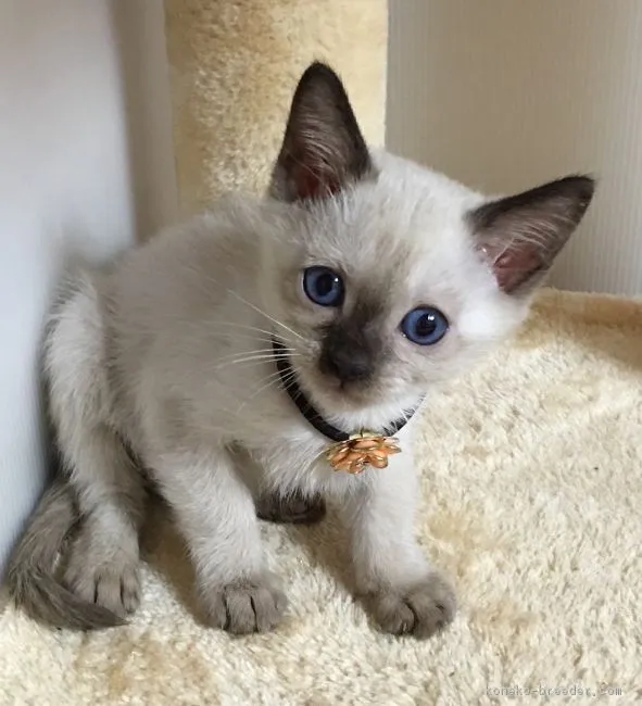 トンボ 様のお迎えした子猫