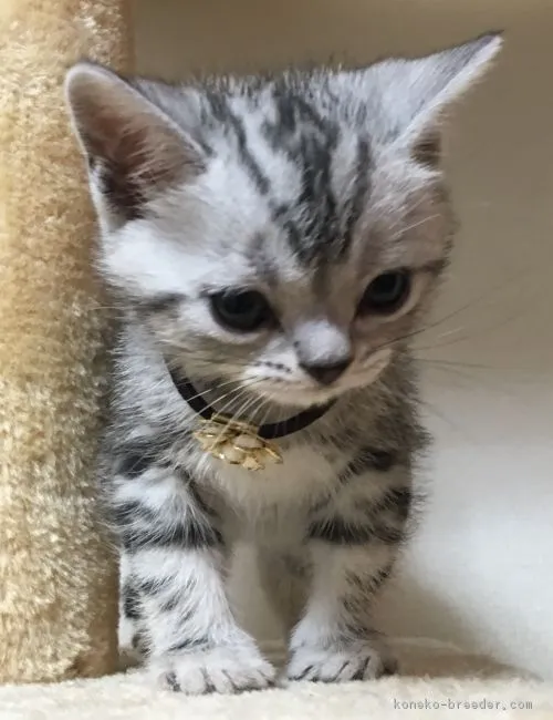 ID：1703-00399の子猫