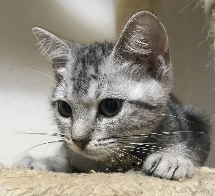 ID:1807-01586の子猫