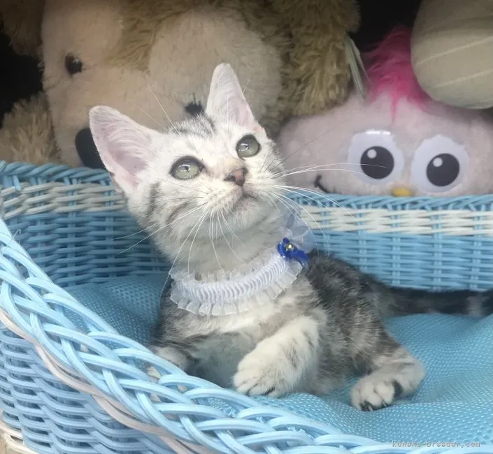 ID:2104-02109の子猫