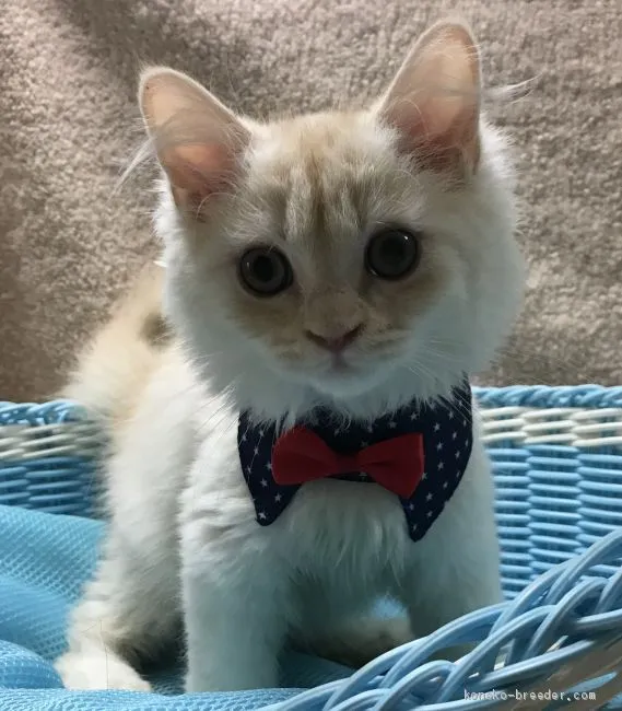 ID：1906-00947の子猫
