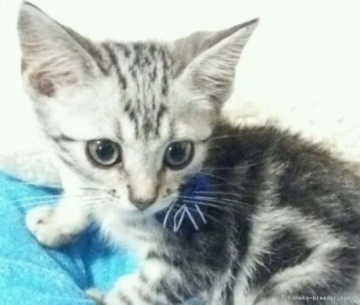 よつば 様のお迎えした子猫