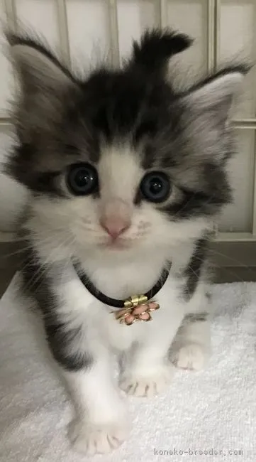 かっきー 様のお迎えした子猫