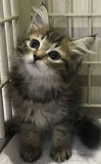 ID：1904-00225の子猫