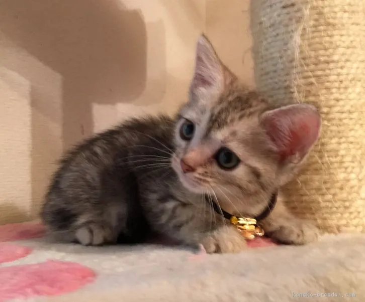 ID：1611-00249の子猫