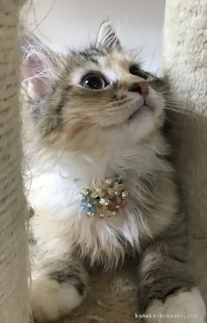 ID：1807-01590の子猫