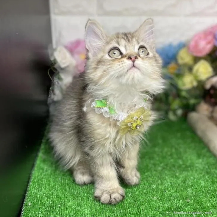 ID：2208-02618の子猫