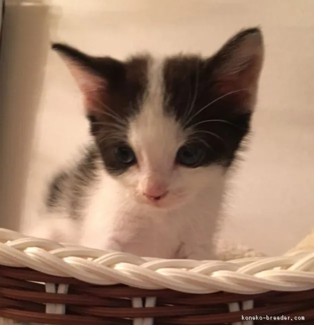 ID：1609-00242の子猫