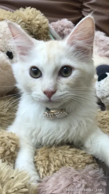 ID：1910-01017の子猫