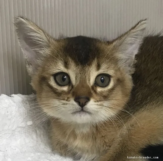 ID：1903-00210の子猫