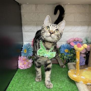アメリカンショートヘア【千葉県・男の子・2022年8月1日・ブラウンタビー（ショート）】の写真「可愛い〜男の子ニャン♪」