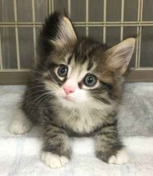 サイベリアン【千葉県・女の子・2016年12月24日・ブラウンパッチドタビー&ホワイト（ロング）】の写真「短期掲載♪2/25(土)午前中迄の受付です♪」