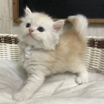 スコティッシュフォールド(立ち耳)【千葉県・男の子・2019年12月28日・クリーム】の写真「激可愛い〜男の子ニャン♪」