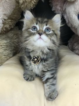 サイベリアン【千葉県・男の子・2020年2月14日・ブラウンタビー】の写真「激可愛〜ムチムチBOYニャン♪♪」