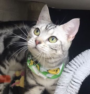 アメリカンショートヘア【千葉県・男の子・2021年6月16日・シルバータビー（ショート）】の写真「人懐こい可愛い〜男の子ニャン♪♪」