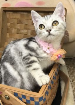 アメリカンショートヘア【千葉県・女の子・2021年9月1日・シルバータビー（ショート）】の写真「綺麗な超〜美人な女の子ニャン♪♪」