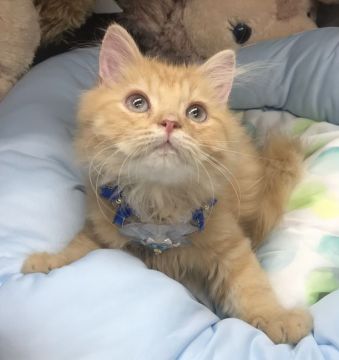 ラガマフィン【千葉県・男の子・2021年4月10日・レッドタビー】の写真「ベビーフェイスなムッチリBOYニャン♪♪」