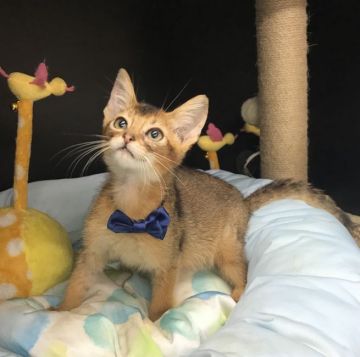 アビシニアン【千葉県・男の子・2021年6月12日・ルディー（ショート）】の写真「遊ぶの大好き♪可愛い〜男の子ニャン♪」