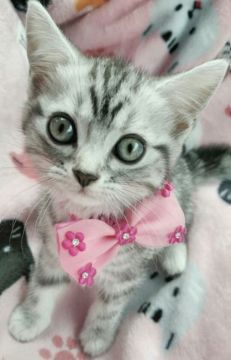 アメリカンショートヘア【千葉県・女の子・2016年5月15日・シルバータビー】の写真「超～美人さんです♪」