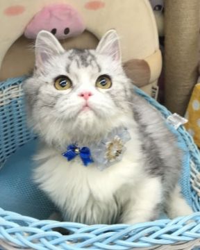 ラガマフィン【千葉県・男の子・2021年8月8日・シルバータビー&ホワイト（セミロング）】の写真「真っ白な大きなエプロンをした可愛い〜男の子ニャン♪」