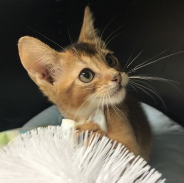 アビシニアン【千葉県・男の子・2021年6月12日・ルディー（ショート）】の写真「凄〜く可愛い〜男の子ニャン♪♪」