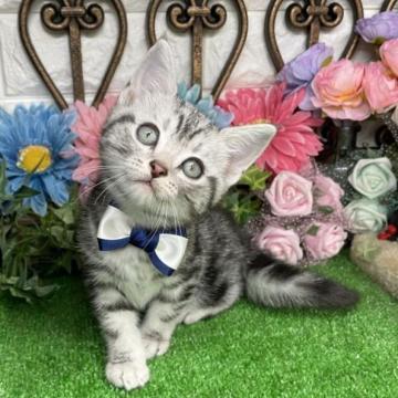 アメリカンショートヘア【千葉県・男の子・2022年11月22日・シルバータビー（ショート）】の写真「可愛い〜❣️可愛い〜❣️男の子ニャン♪」