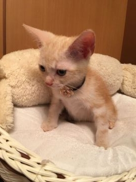 アメリカンショートヘア【千葉県・男の子・2016年8月8日・クリームタビー】の写真「甘えん坊の優しい〜男の子です♪」