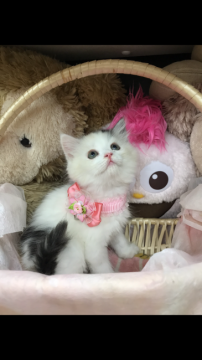 スコティッシュフォールド(立ち耳)【千葉県・女の子・2020年6月1日・(ダイリュウトウ)キャリコ（セミロング）】の写真「超〜美人な女の子ニャン♪」