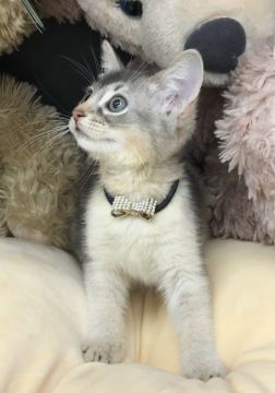 アビシニアン【千葉県・女の子・2019年12月12日・ブルー（ショート）】の写真「綺麗な可愛い〜女の子ニャン♪♪」