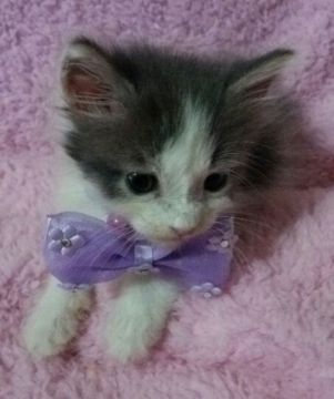 メインクーン【千葉県・男の子・2016年4月5日・ブルー&ホワイト】の写真「」