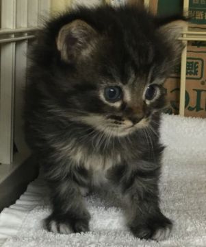 サイベリアン【千葉県・男の子・2017年1月20日・ブラウンタビー&ホワイト（ロング）】の写真「可愛い〜男の子ニャン♪」