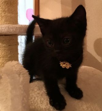 スコティッシュフォールド【千葉県・男の子・2016年10月1日・ブラック】の写真「超〜可愛い〜真っ黒くろすけニャン♪」