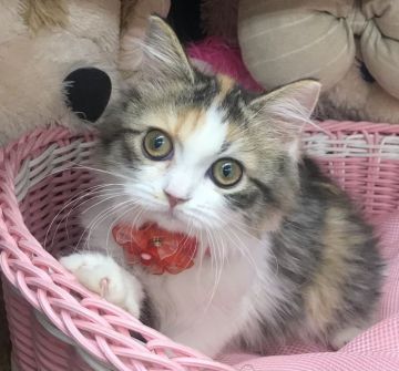 ラガマフィン【千葉県・女の子・2021年3月13日・キャリコ】の写真「凄く可愛い〜女の子ニャン♪」