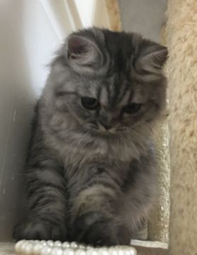 ラガマフィン【千葉県・女の子・2017年9月1日・シルバータビー（セミロング〜ロング）】の写真「気立ての良い〜女の子ニャン♪」