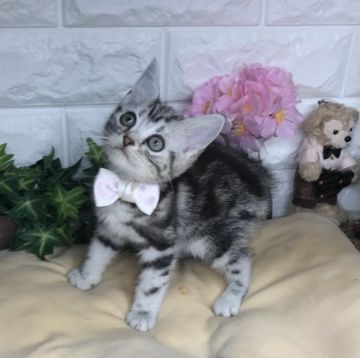 アメリカンショートヘア【千葉県・女の子・2022年1月10日・シルバータビー（ショート）】の写真「凄〜く♪凄〜く♪可愛い〜女の子ニャン♪」