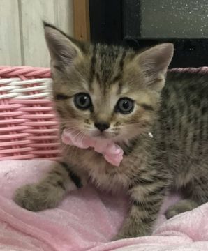 スコティッシュフォールド(立ち耳)【千葉県・女の子・2019年12月28日・ブラウンタビー（ショート）】の写真「お目目パッチリの可愛い〜女の子ニャン♪」