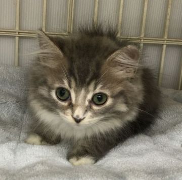 サイベリアン【千葉県・女の子・2016年9月1日・ブルータビー&ホワイト】の写真「ふわふわ綺麗な女の子です♪」