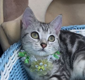 アメリカンショートヘア【千葉県・男の子・2021年7月22日・シルバータビー（ショート）】の写真「可愛い〜男の子ニャン♪♪」