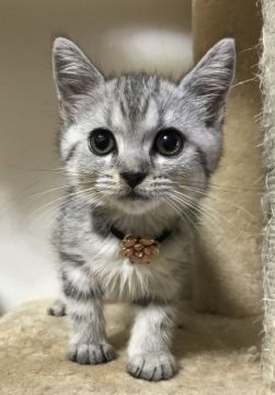 スコティッシュフォールド(立ち耳)【千葉県・女の子・2017年8月1日・シルバータビー（ショート）】の写真「お目目クリクリでとても綺麗な女の子ニャン♪」