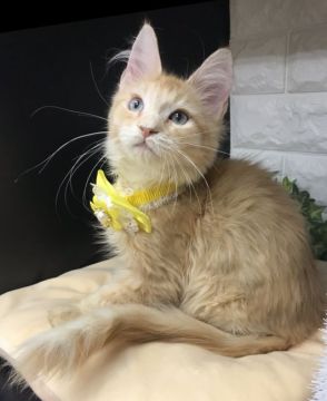 メインクーン【千葉県・男の子・2022年1月5日・レッドタビー】の写真「可愛い〜可愛い〜男の子ニャン❣️」