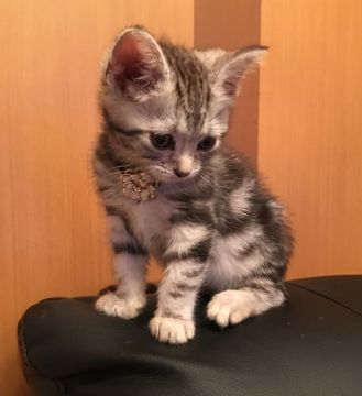 アメリカンショートヘア【千葉県・女の子・2016年8月8日・シルバータビー】の写真「とても可愛い〜女の子です♪」