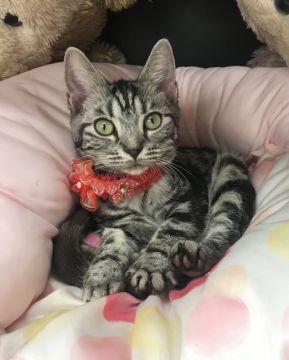 アメリカンショートヘア【千葉県・女の子・2021年5月1日・シルバータビー（ショート）】の写真「人懐っこい可愛い〜女の子ニャン♪♪」