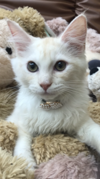 ラガマフィン【千葉県・男の子・2019年7月1日・クリームタビー(&ホワイト)】の写真「ちょっと甘えん坊な僕ニャン♪」