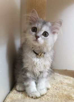 ラガマフィン【千葉県・女の子・2017年5月5日・シルバータビー（セミロング〜ロング）】の写真「超〜美人ちゃんの女の子ニャン♪」