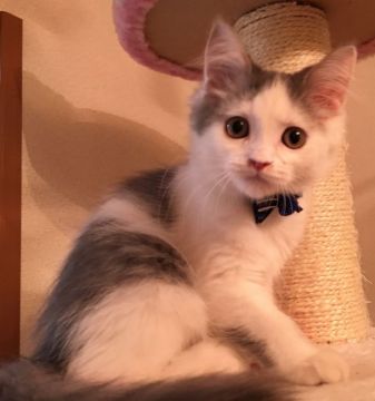 スコティッシュフォールド【千葉県・男の子・2016年8月8日・ブルー&ホワイト（セミロング）】の写真「お目目がキラキラした可愛い〜男の子です♪」