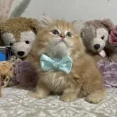 ラガマフィン【千葉県・男の子・2023年3月13日・レッドタビー】の写真1