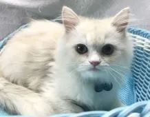 ラガマフィン【千葉県・男の子・2019年4月11日・クリーム】の写真1