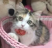 ラガマフィン【千葉県・女の子・2021年3月13日・キャリコ】の写真1