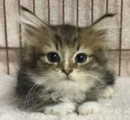 サイベリアン【千葉県・男の子・2018年6月22日・ブラウンタビー&ホワイト】の写真1