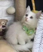 メインクーン【千葉県・男の子・2022年1月5日・ホワイト(エニーアザーカラー)】の写真1